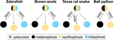 On the role of TFEC in reptilian coloration
